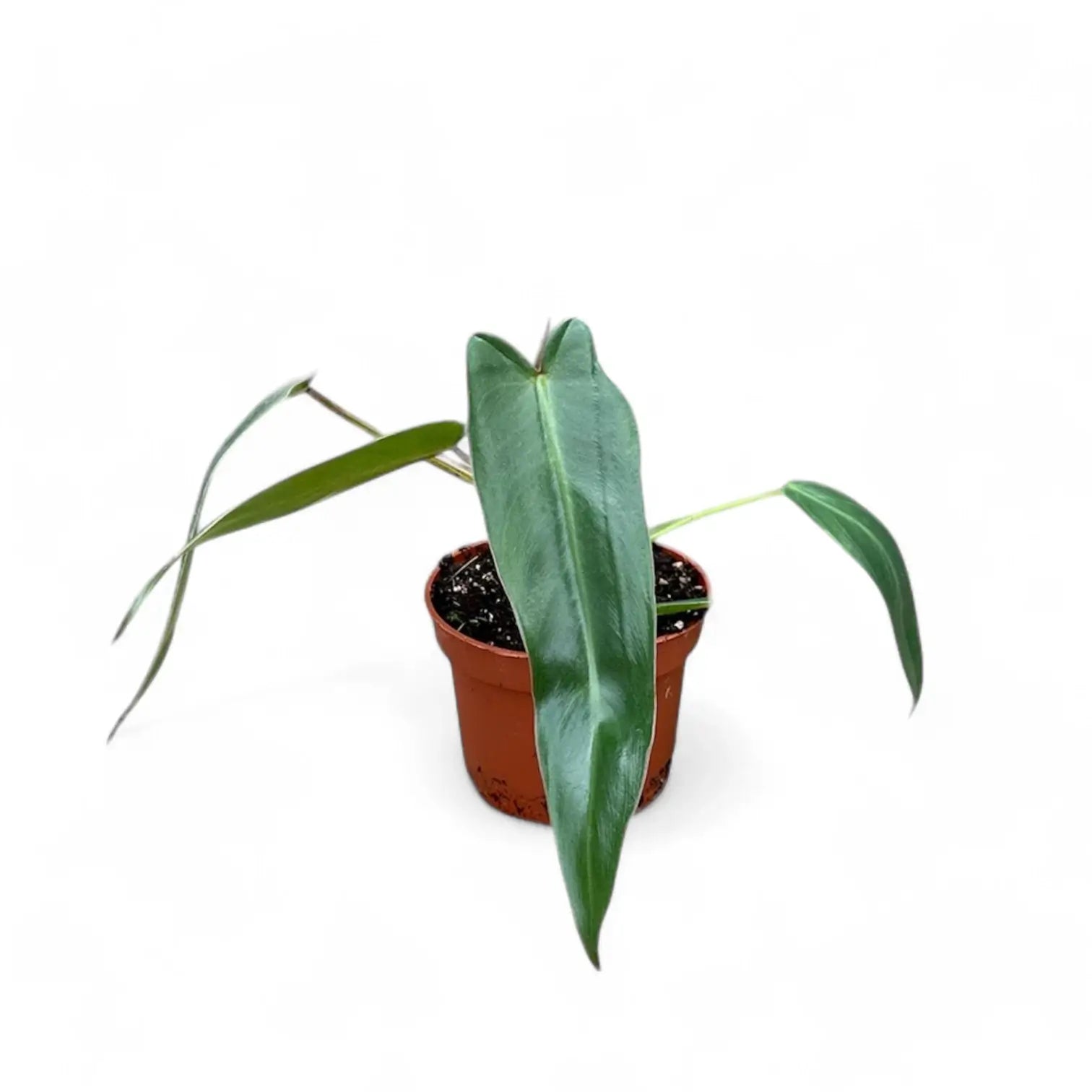 Philodendron spiritus-sancti potted houseplant in nursery pot on white background, product photo 8.