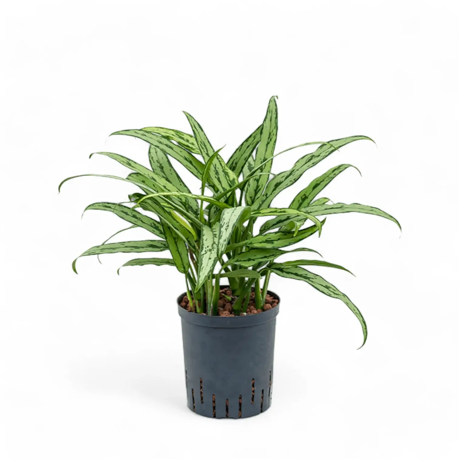 Aglaonema 'Cutlass' potted houseplant in nursery pot on white background, product photo 5.