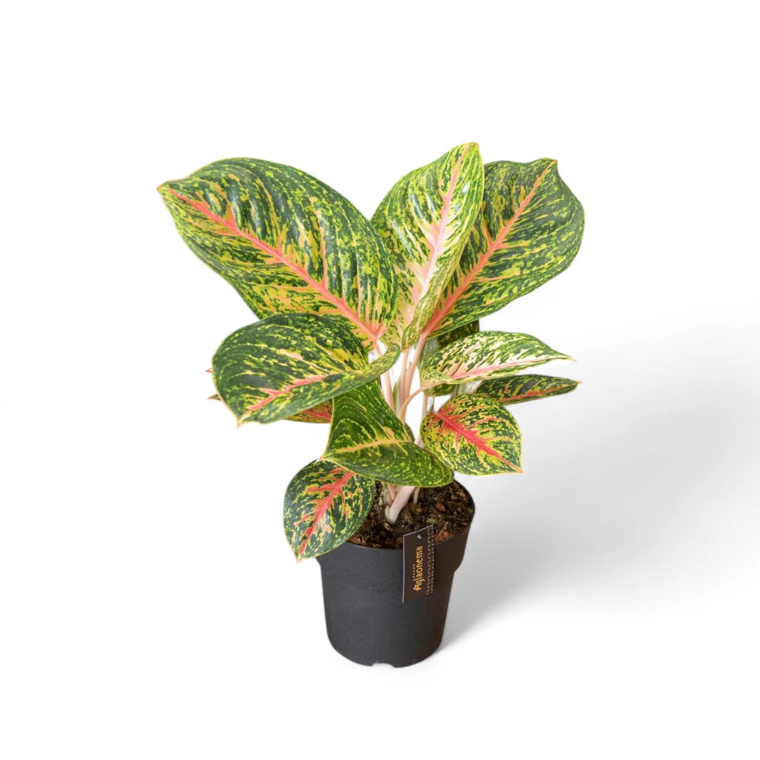 Aglaonema 'Spring Red' potted houseplant in nursery pot on white background, product photo 4.