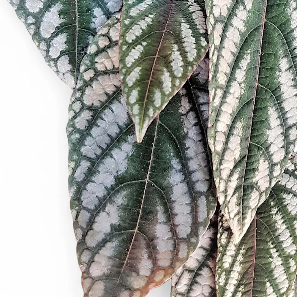 Cissus discolor – Blatt-Detailaufnahme auf weißem Hintergrund.