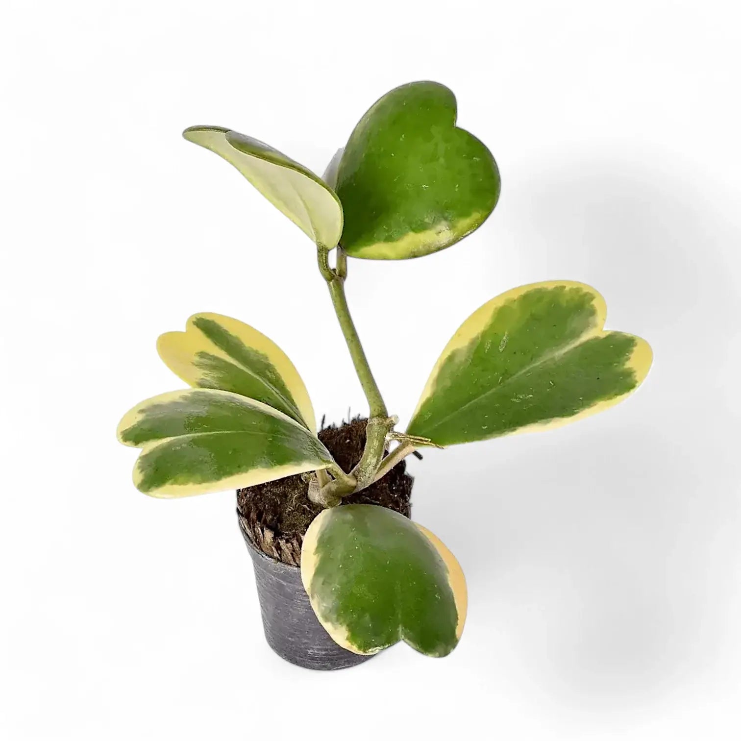Hoya kerrii variegata potted houseplant in nursery pot on white background, product photo 3.