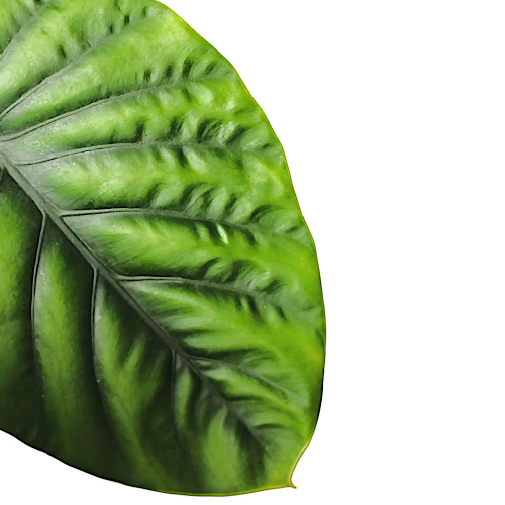 Alocasia clypeolata 'Green shield' – Nahaufnahme eines Blatts vor weißem Hintergrund.