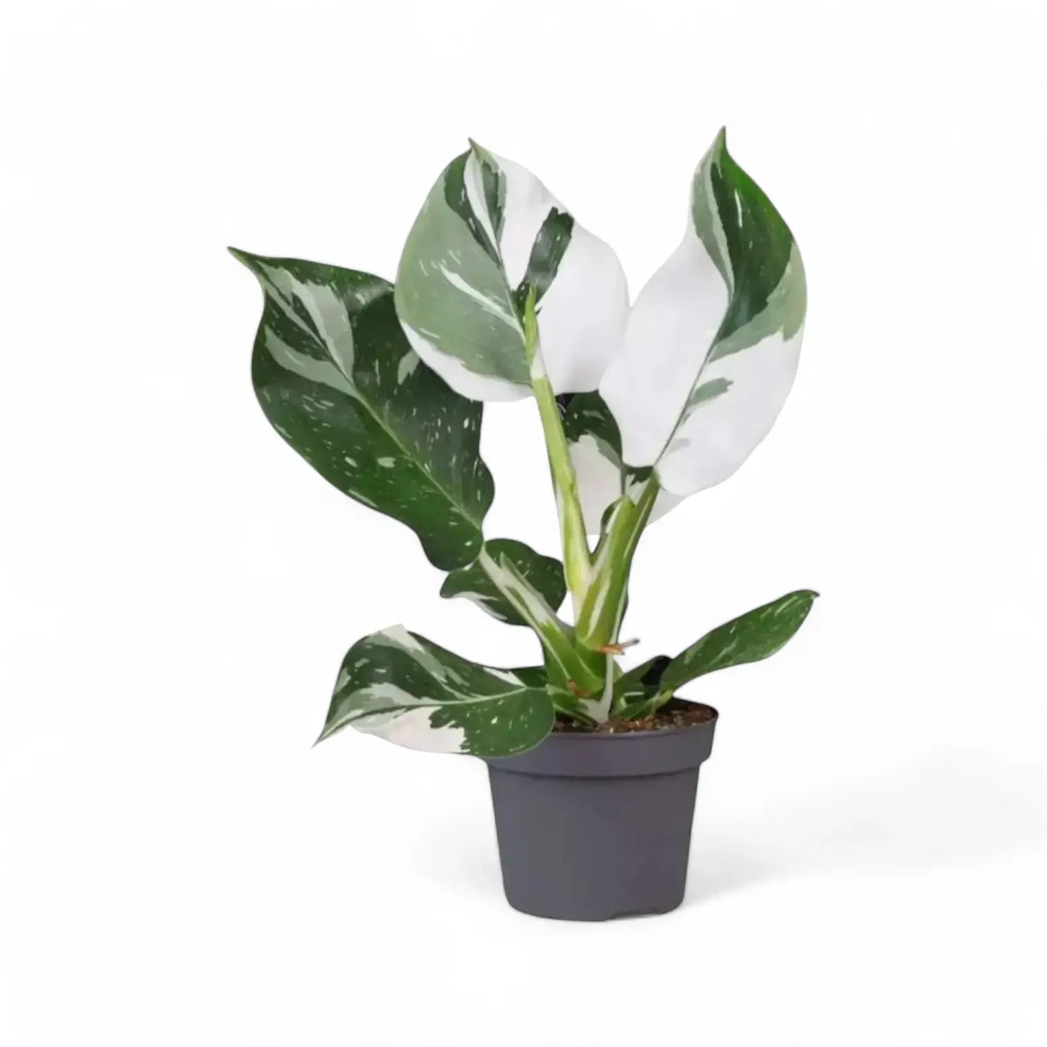 Philodendron 'White wizard' potted houseplant in nursery pot on white background, product photo 5.