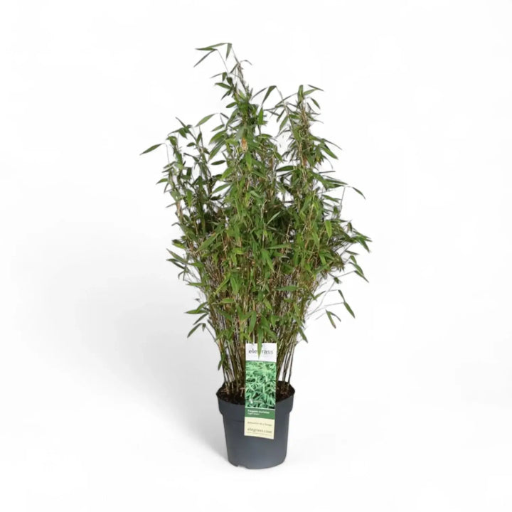 Fargesia murielae 'Light Green' potted houseplant in nursery pot on white background, product photo 2.