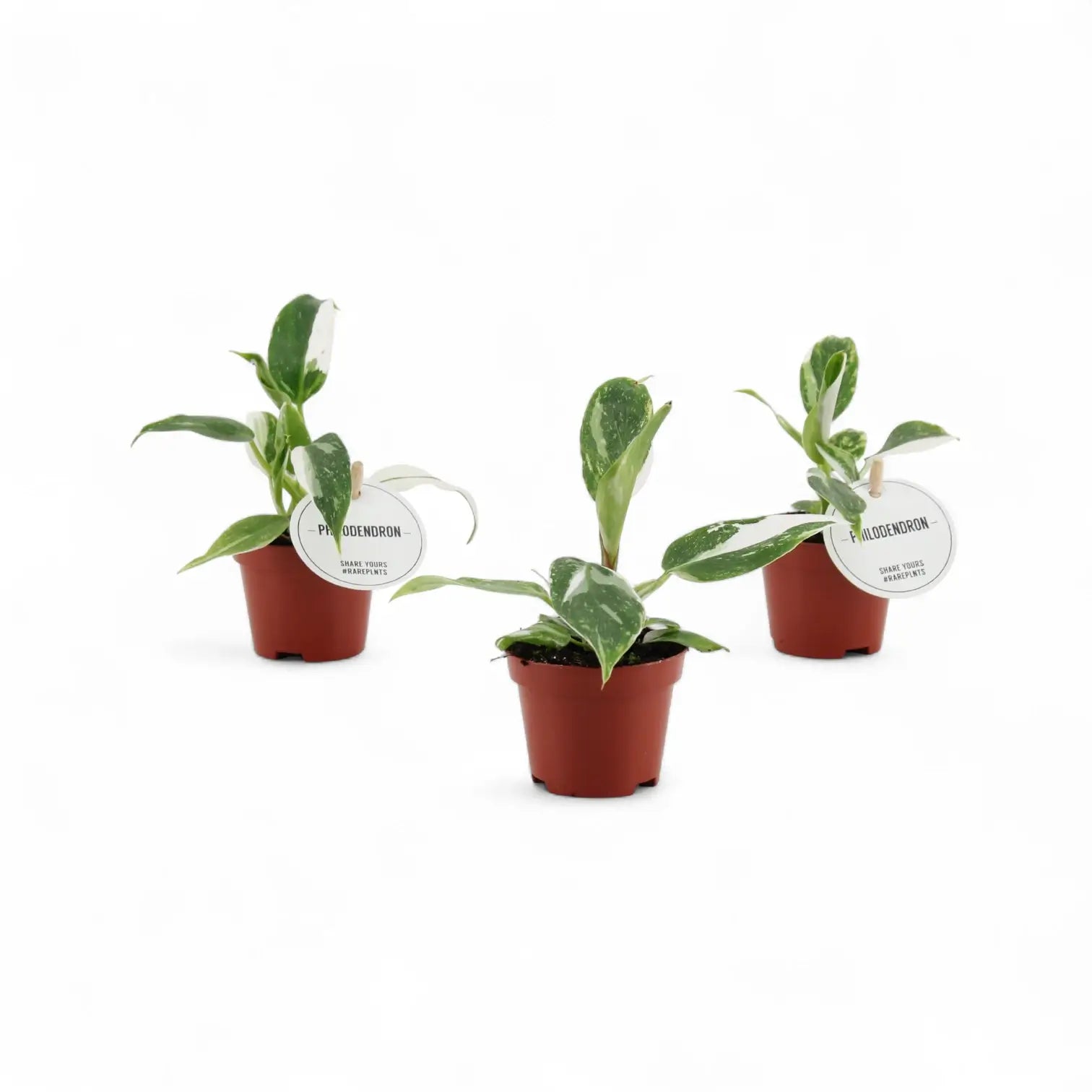 Philodendron 'White Princess' potted houseplant in nursery pot on white background, product photo 5.