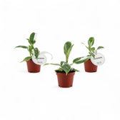 Philodendron 'White Princess' – Topfpflanze im Kulturtopf vor weißem Hintergrund, Produktfoto 5.