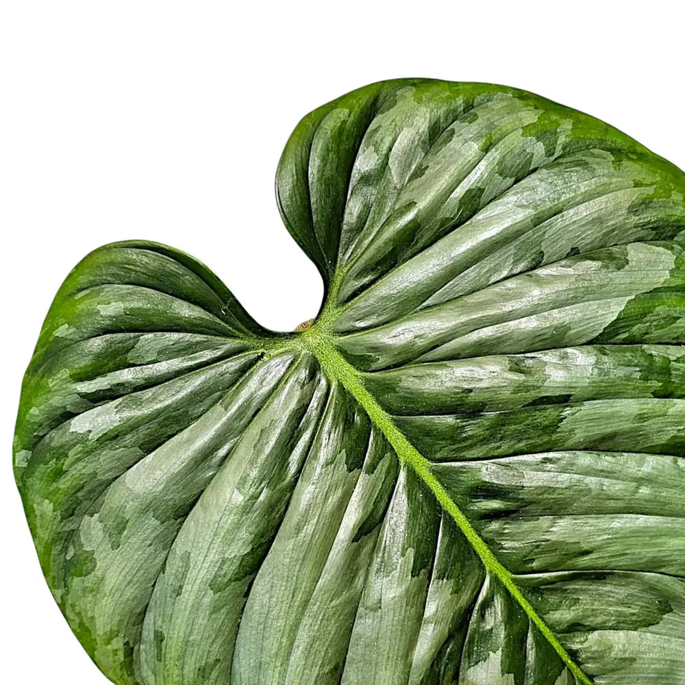 Philodendron sodiroi – Nahaufnahme eines Blatts vor weißem Hintergrund.