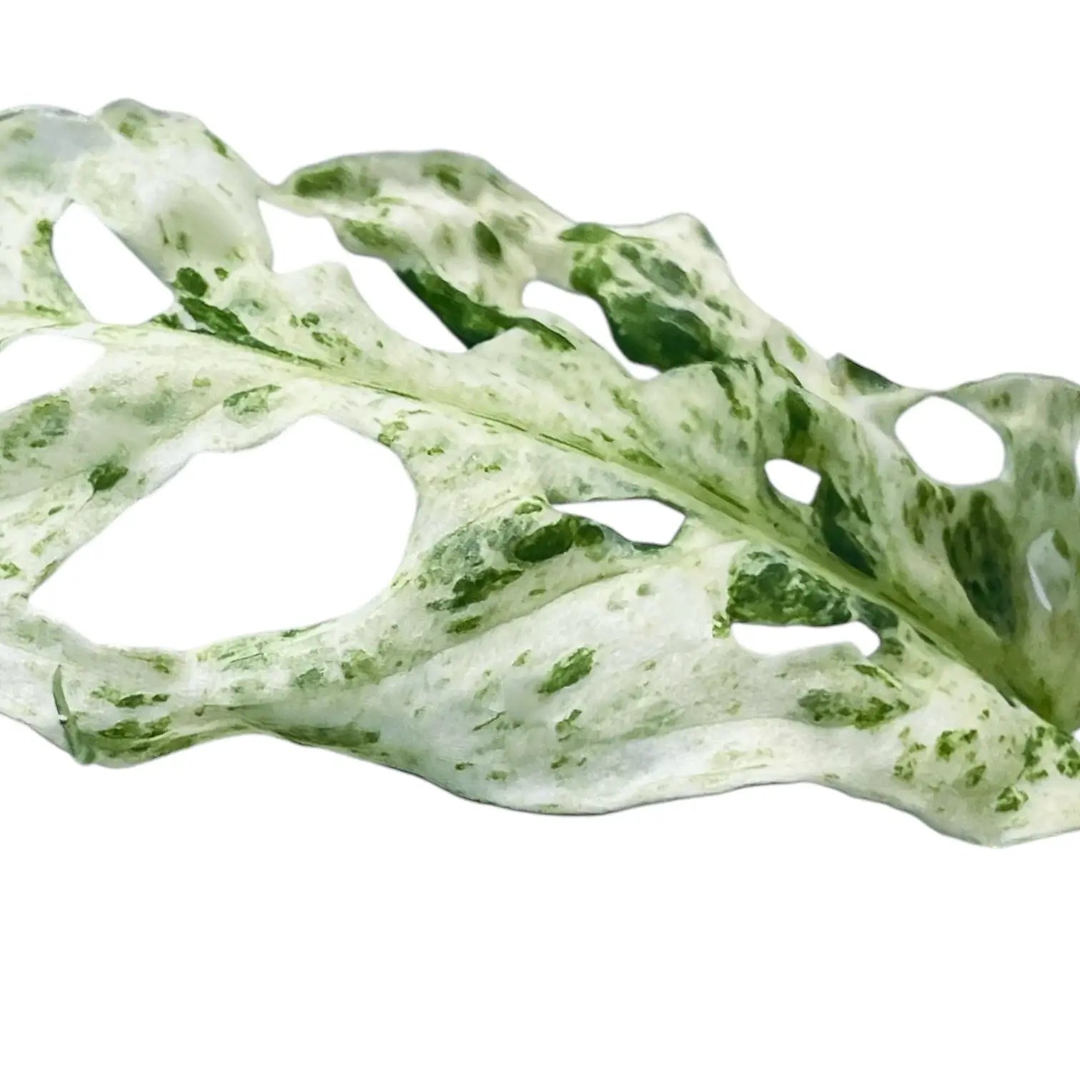 Monstera adansonii 'Frozen Freckles' – Blatt-Detailaufnahme auf weißem Hintergrund.