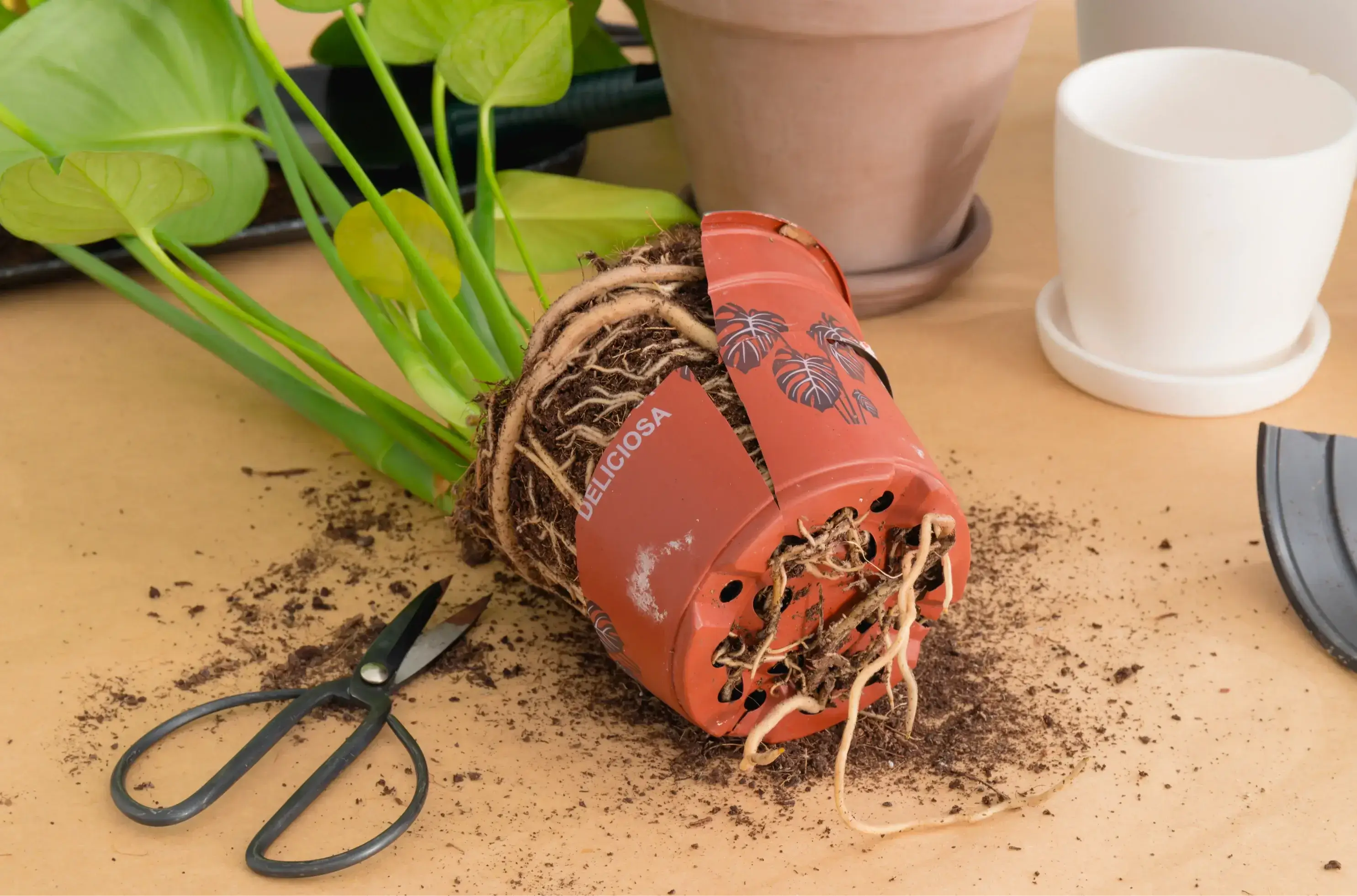 Red planter with roots exposed on a table with scissors and soil