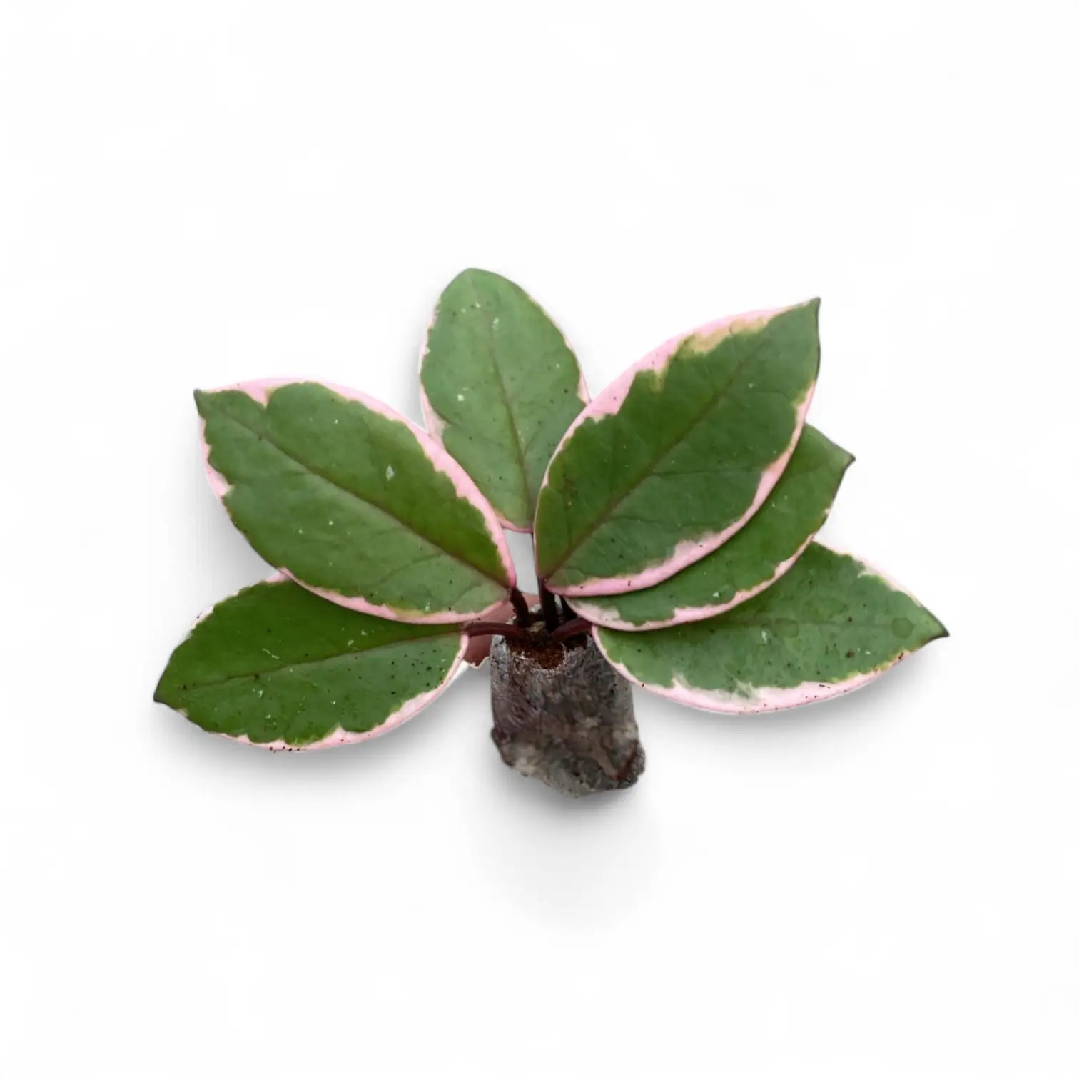 Hoya carnosa 'Flamingo Dream' – Topfpflanze im Kulturtopf vor weißem Hintergrund, Produktfoto 4.