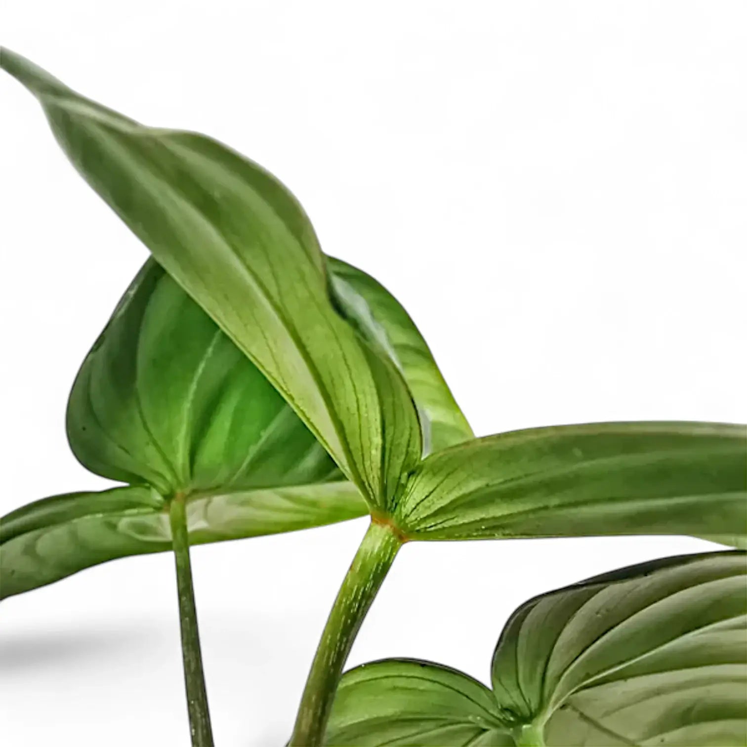 Philodendron 'Dean McDowell' (gloriosum x pastazanum) potted houseplant in nursery pot on white background, product photo 2.