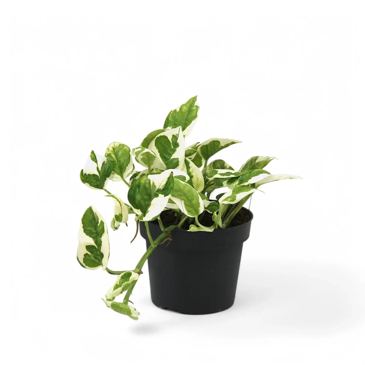 Epipremnum aureum 'N'Joy' potted houseplant in nursery pot on white background, product photo 5.