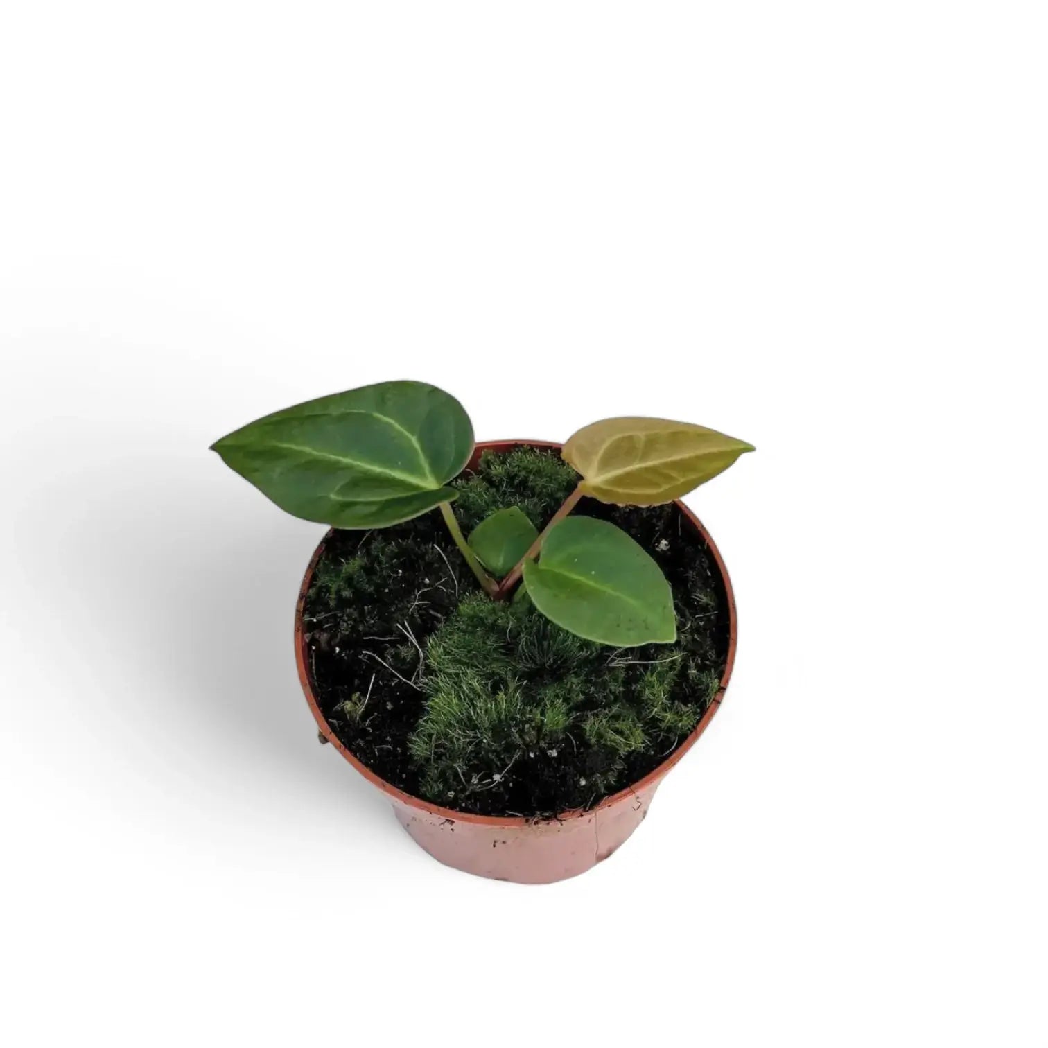 Anthurium regale x magnificum potted houseplant in nursery pot on white background, product photo 7.
