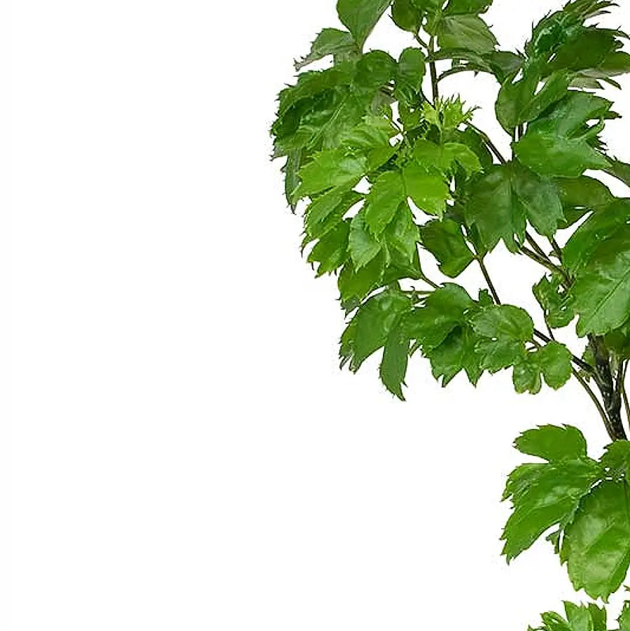 Polyscias guilfoylei 'Roble' – Nahaufnahme eines Blatts vor weißem Hintergrund.