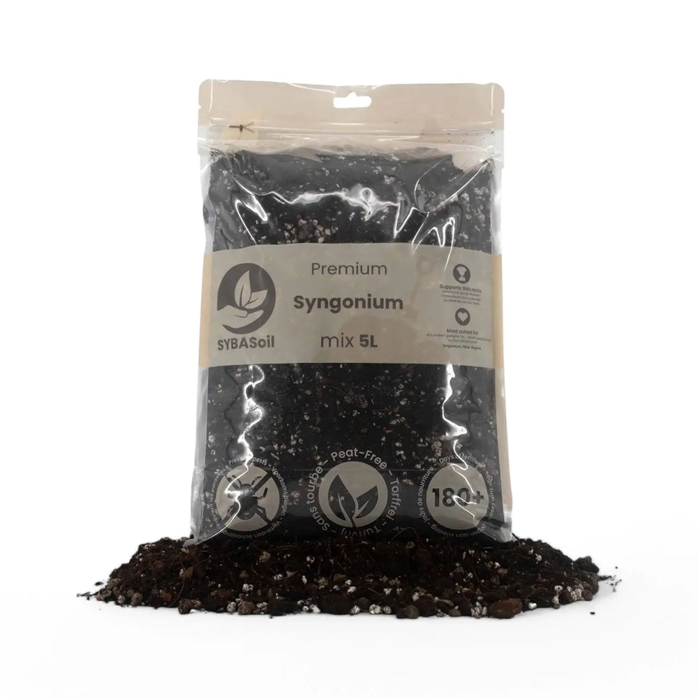 Syngonium-Substratmischung – Haupt-Produktfoto auf weißem Hintergrund.