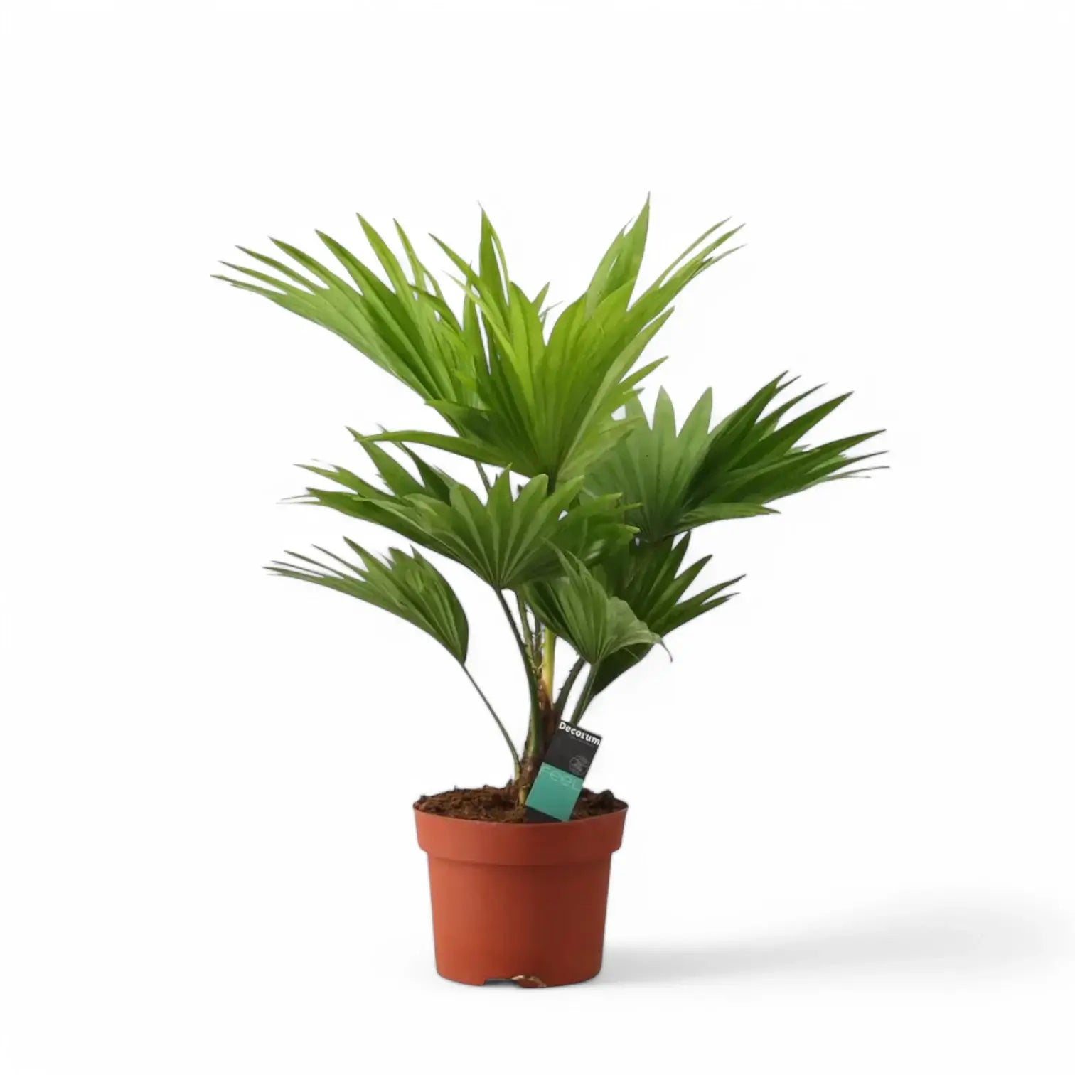 Saribus rotundifolius potted houseplant in nursery pot on white background, product photo 3.