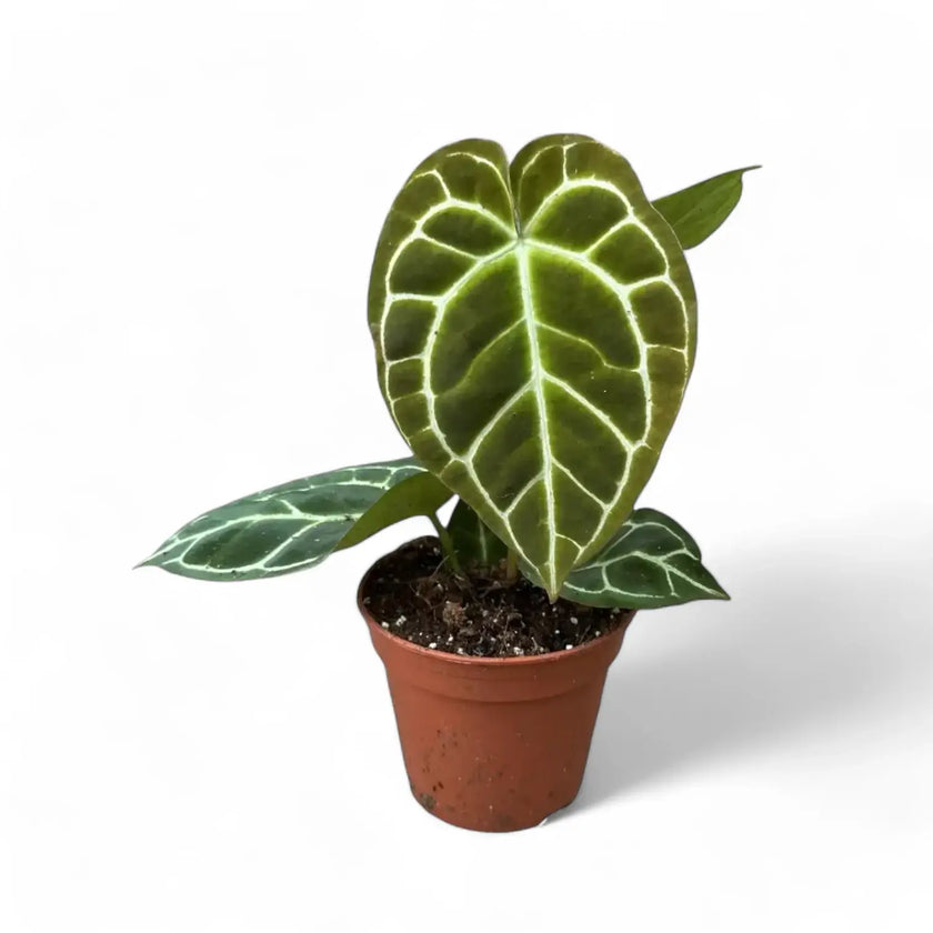 Anthurium crystallinum potted houseplant in nursery pot on white background, product photo 3.