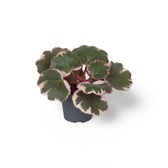 Saxifraga stolonifera variegata ('Strawberry Begonia') potted houseplant in nursery pot on white background, product photo 2.