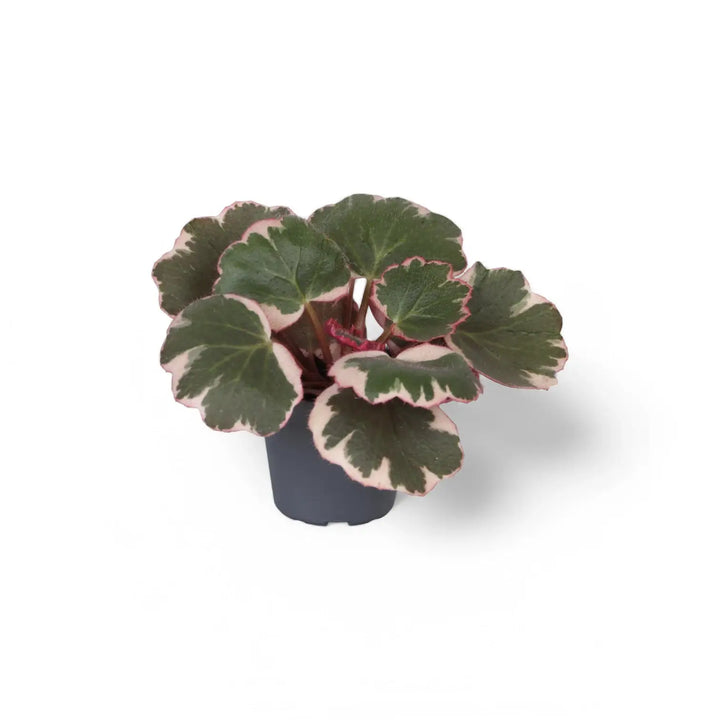 Saxifraga stolonifera variegata ('Strawberry Begonia') – Zimmerpflanze im Kulturtopf auf weißem Hintergrund, Produktfoto 2.
