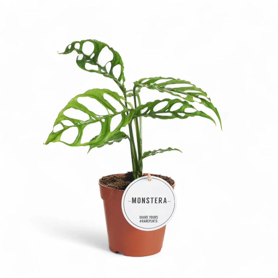 Monstera obliqua (Peru) potted houseplant in nursery pot on white background, product photo 12.