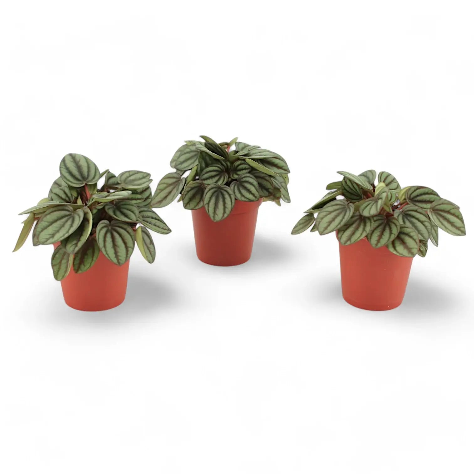 Peperomia albovittata 'Piccolo Banda' – Zimmerpflanze im Kulturtopf auf weißem Hintergrund, Produktfoto 2.