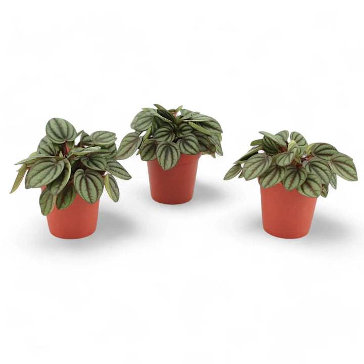 Peperomia albovittata 'Piccolo Banda' – Zimmerpflanze im Kulturtopf auf weißem Hintergrund, Produktfoto 2.