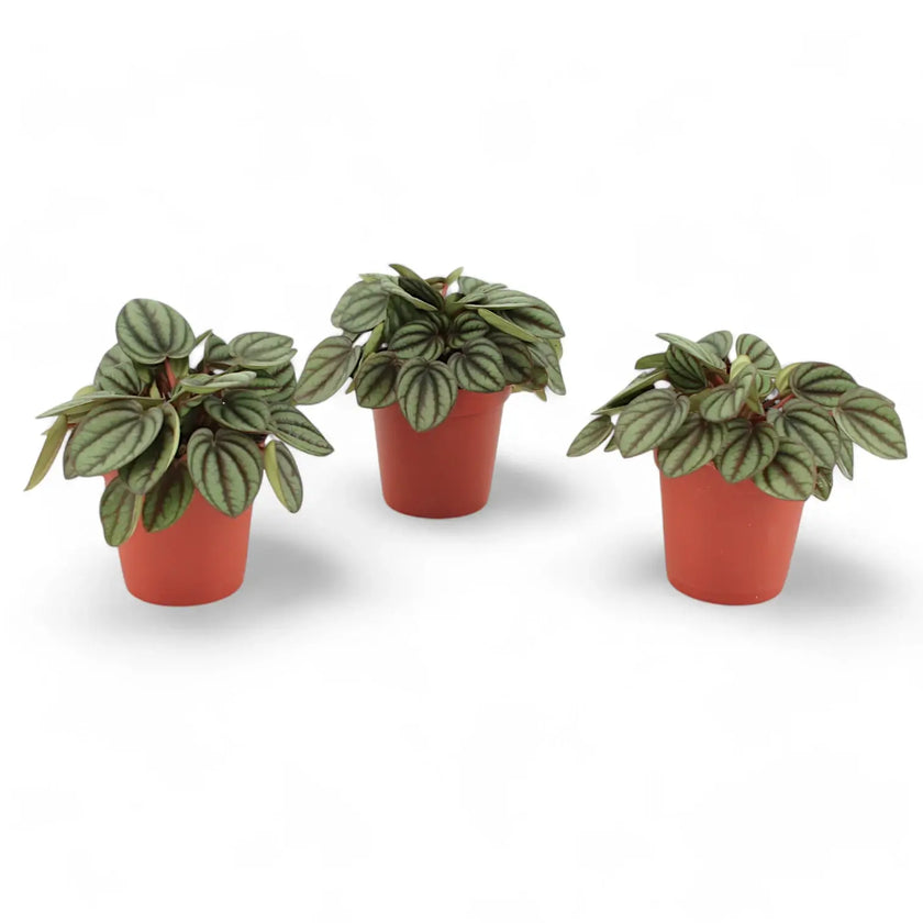 Peperomia albovittata 'Piccolo Banda' – Zimmerpflanze im Kulturtopf auf weißem Hintergrund, Produktfoto 2.