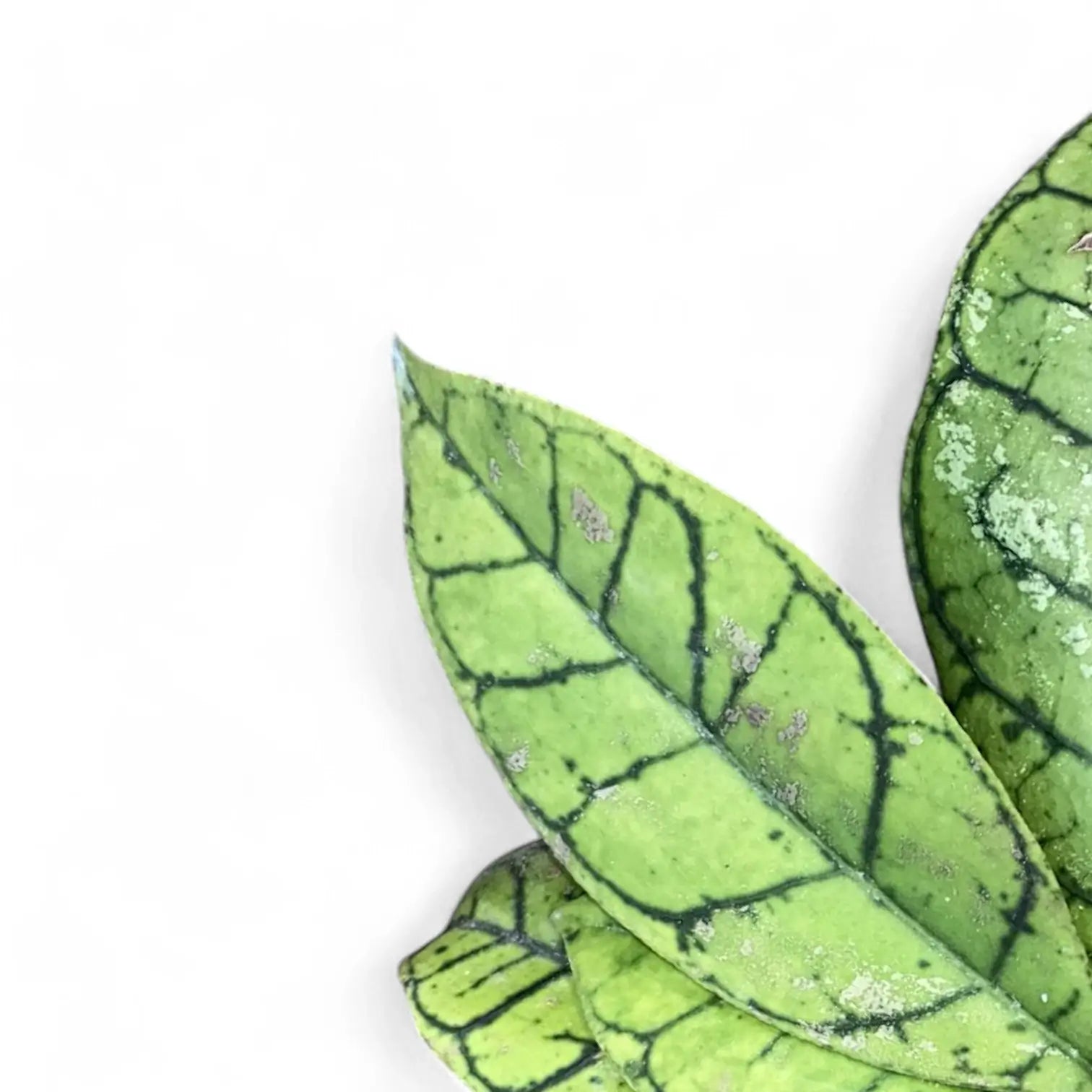 Hoya callistophylla – Zimmerpflanze im Kulturtopf auf weißem Hintergrund, Produktfoto 12.