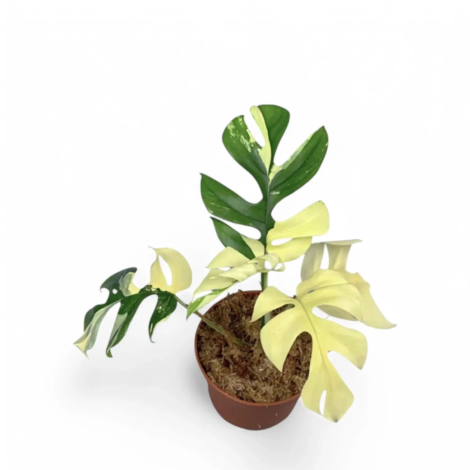 Rhaphidophora tetrasperma albo-variegata potted houseplant in nursery pot on white background, product photo 3.