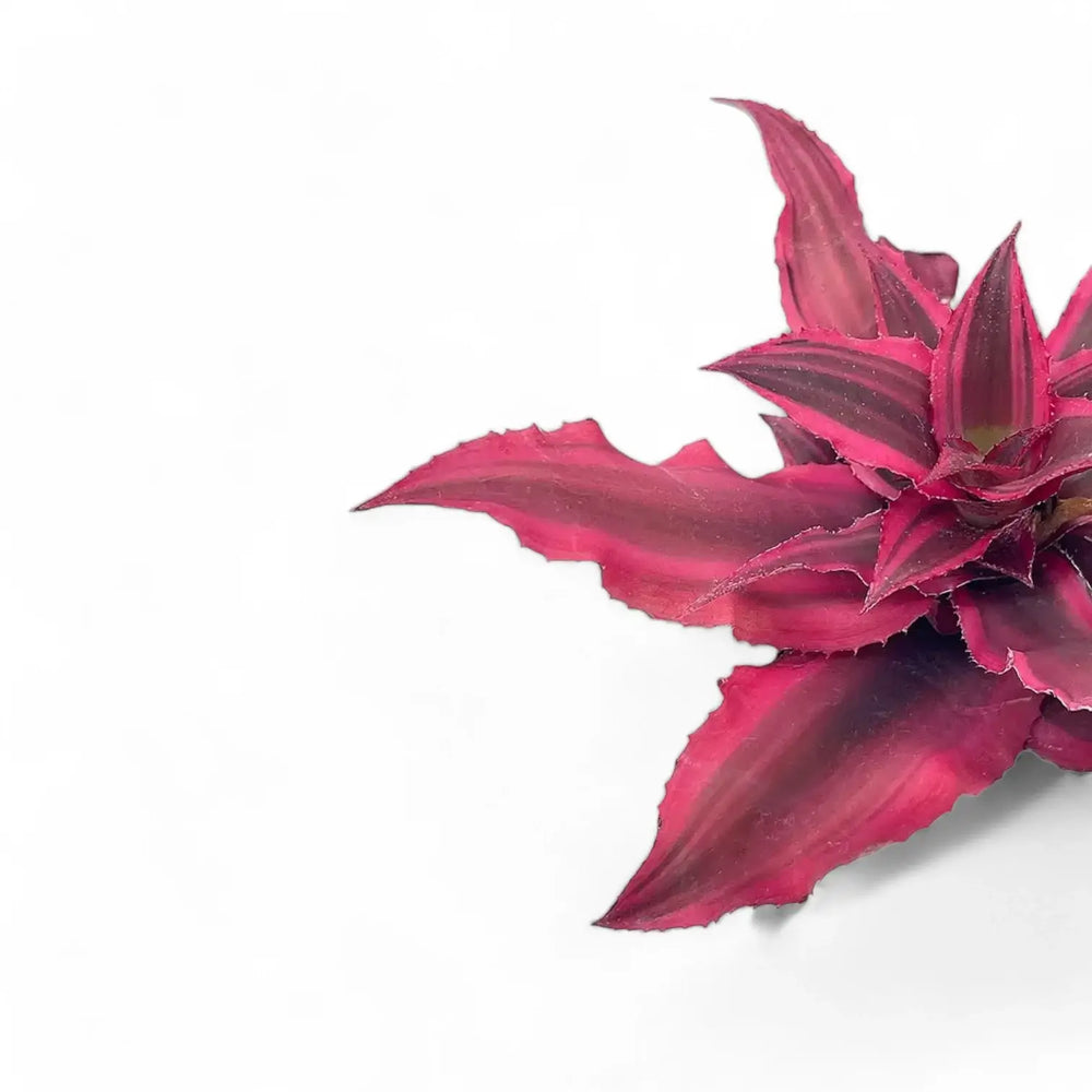 Cryptanthus bivittatus 'Super Pink' – Nahaufnahme eines Blatts vor weißem Hintergrund.