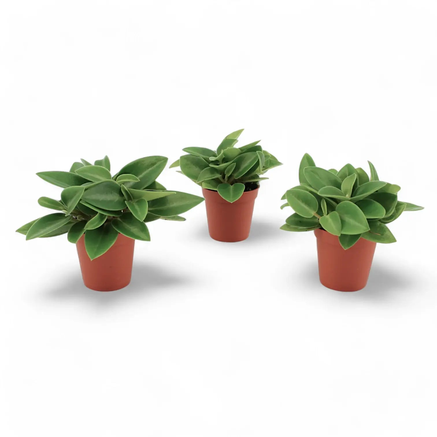 Peperomia orba 'Pixie' potted houseplant in nursery pot on white background, product photo 2.