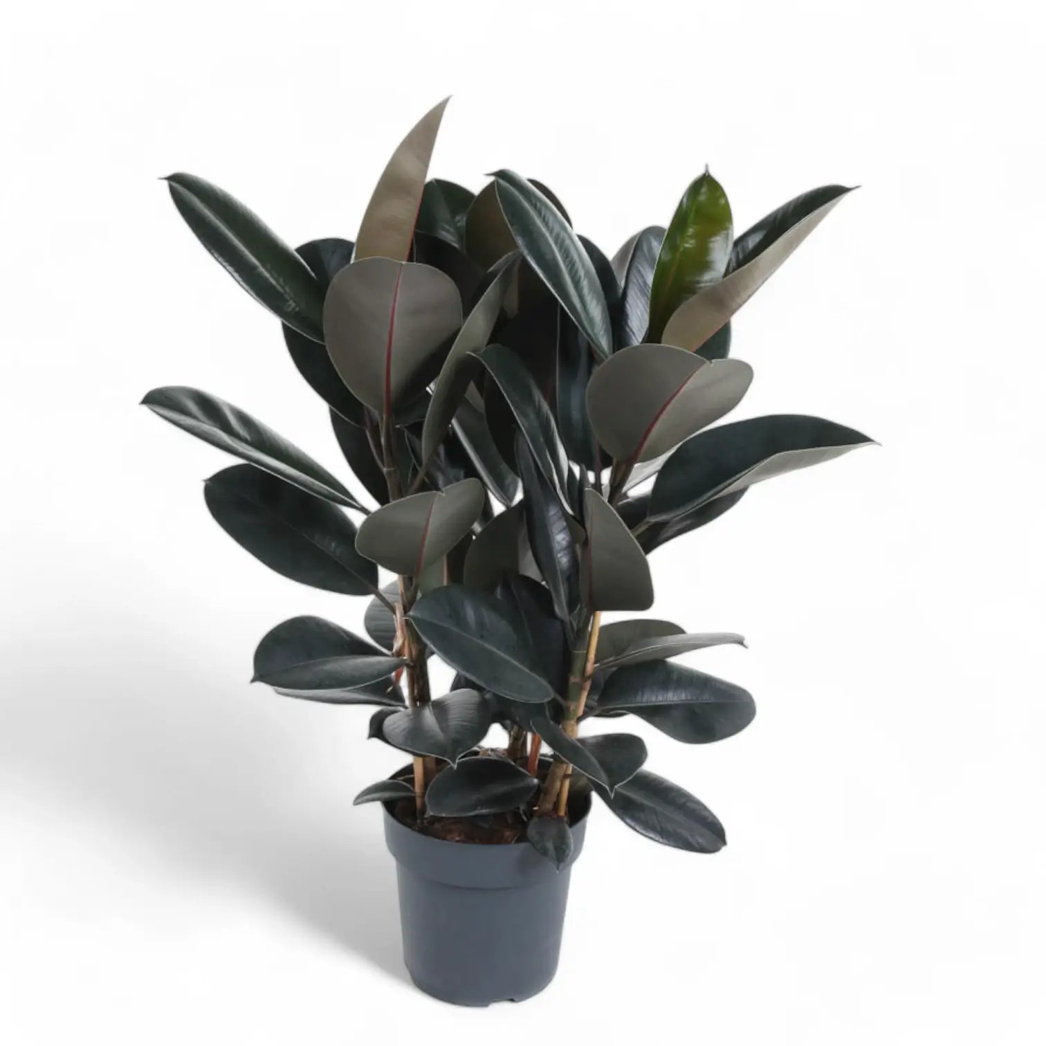 Ficus elastica 'Abidjan' potted houseplant in nursery pot on white background, product photo 13.