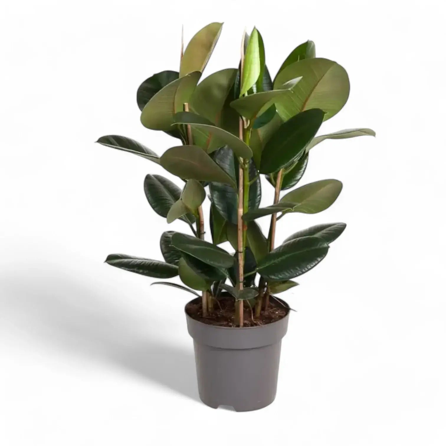 Ficus elastica 'Robusta' potted houseplant in nursery pot on white background, product photo 11.