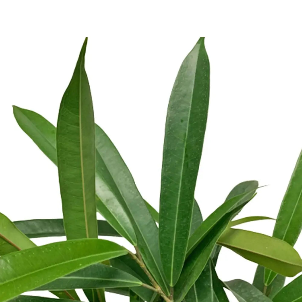 Ficus binnendijkii 'Amstel King' leaf close-up on white background.