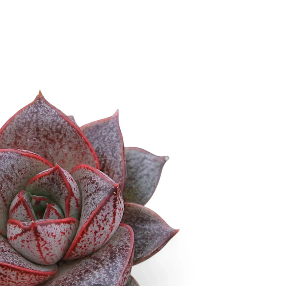 Echeveria purpusorum – Nahaufnahme eines Blatts vor weißem Hintergrund.