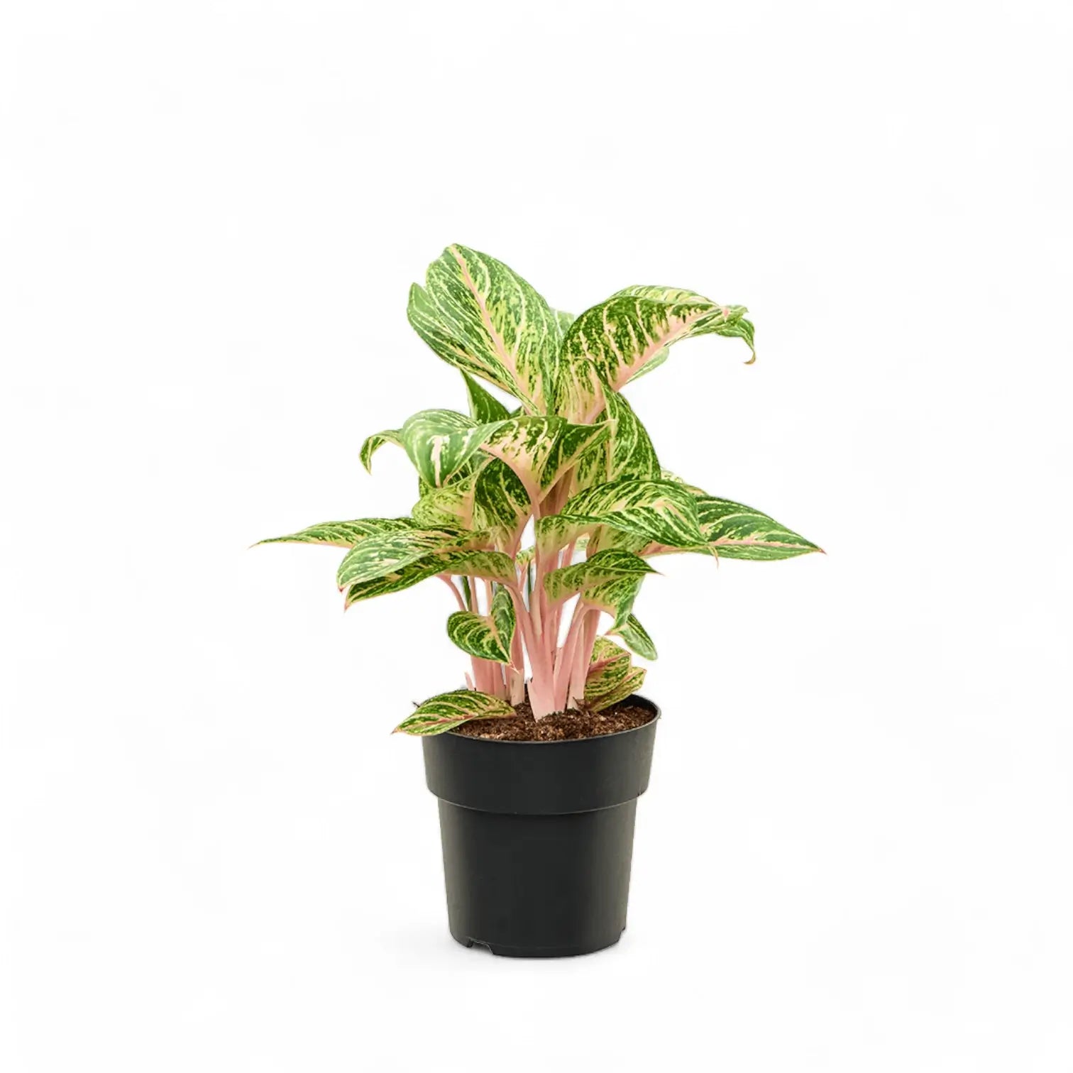 Aglaonema 'Cocomelon' potted houseplant in nursery pot on white background, product photo 4.