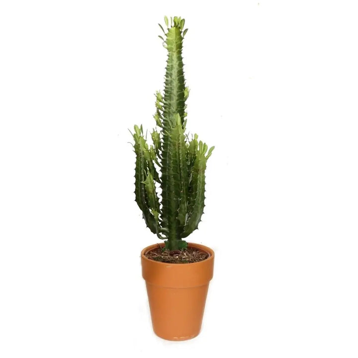 Euphorbia trigona potted houseplant in nursery pot on white background, product photo 2.