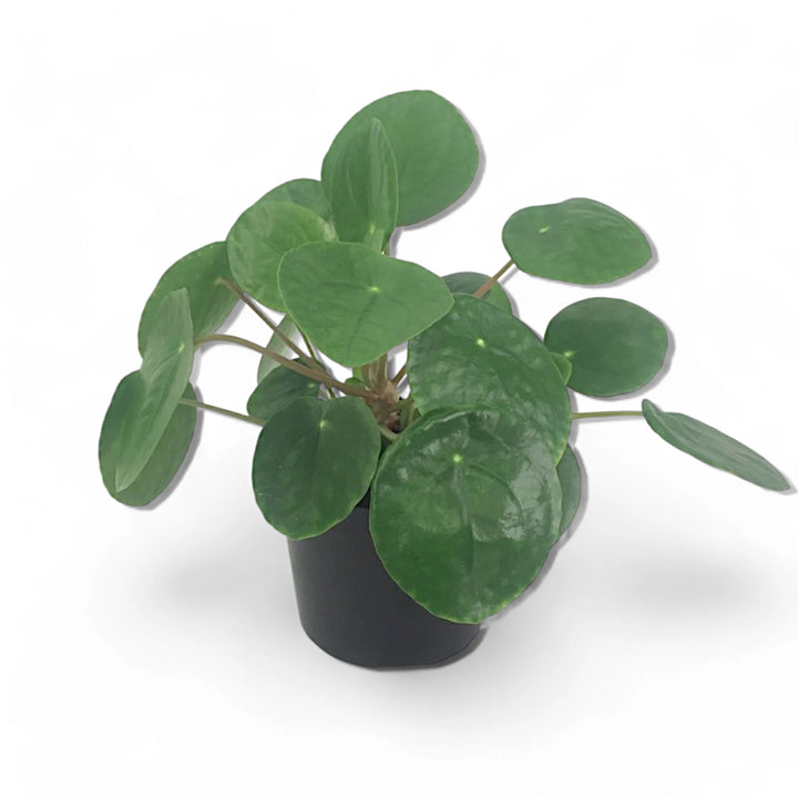 Pilea peperomioides potted houseplant in nursery pot on white background, product photo 2.