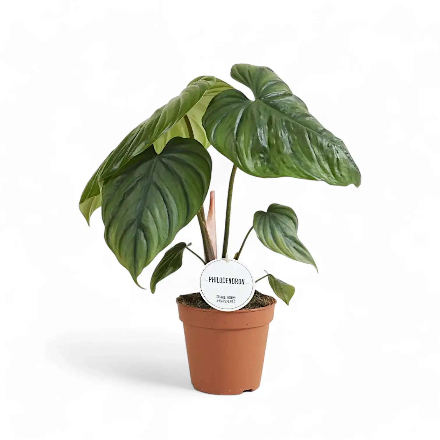 Philodendron sp. Colombia potted houseplant in nursery pot on white background, product photo 4.