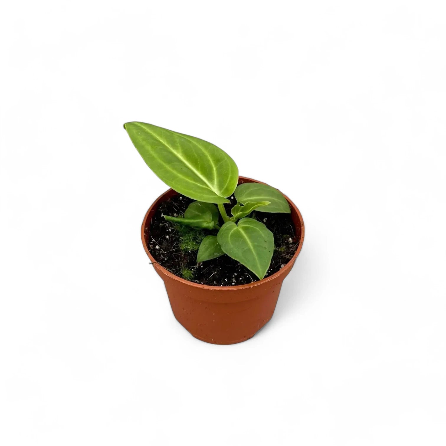 Anthurium villenaorum potted houseplant in nursery pot on white background, product photo 5.