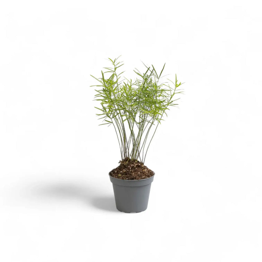 Asparagus densiflorus 'Sprengeri' potted houseplant in nursery pot on white background, product photo 2.