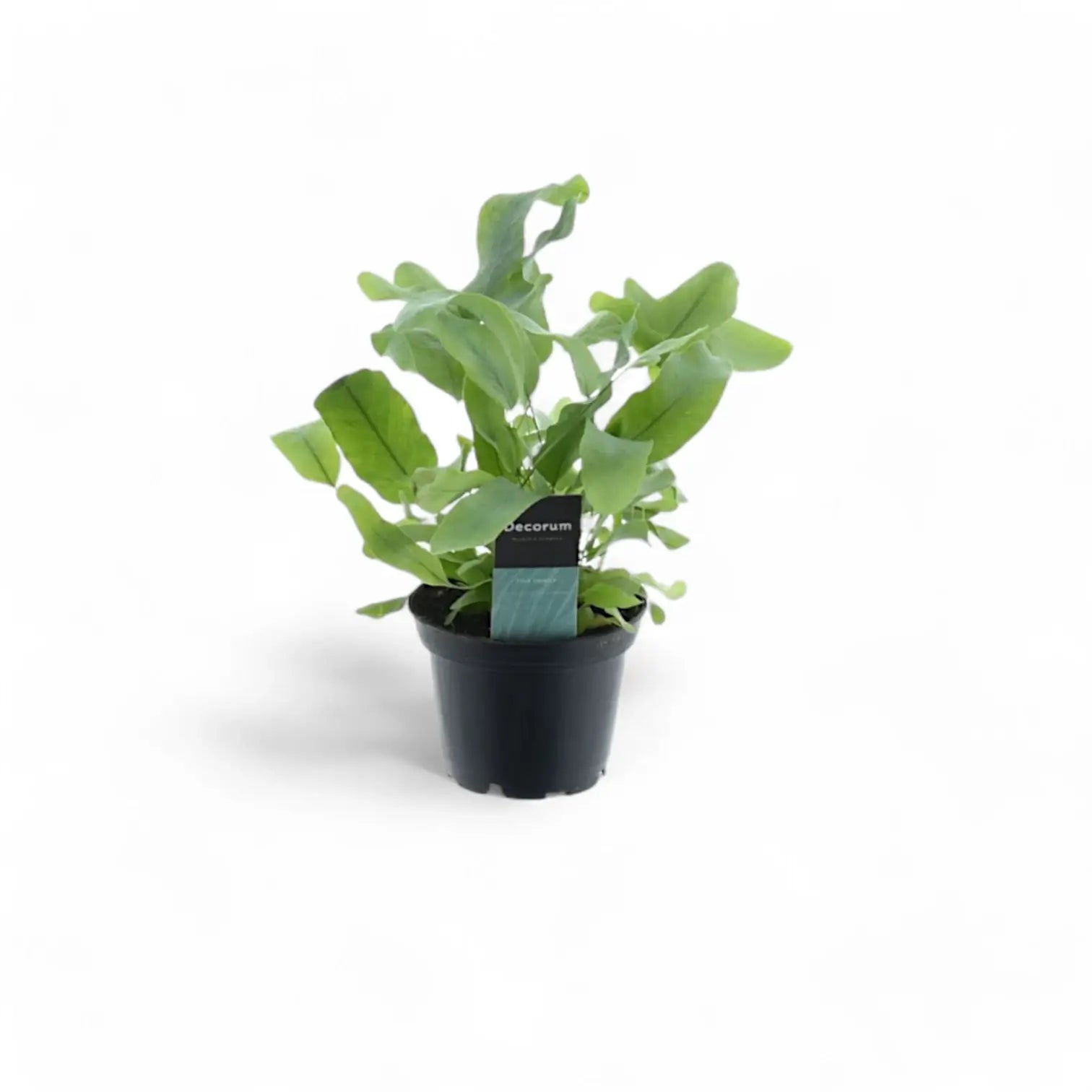 Phlebodium aureum 'Blue Star' potted houseplant in nursery pot on white background, product photo 5.