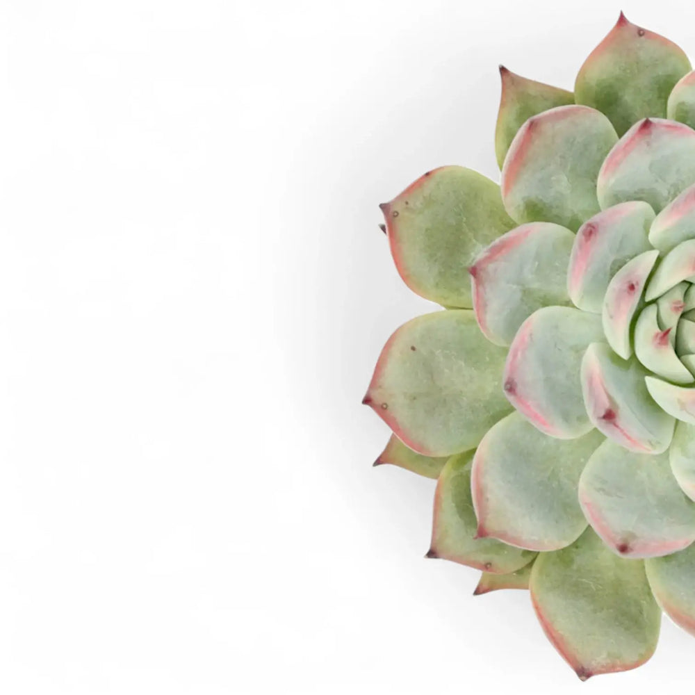 Echeveria chihuahuaensis – Nahaufnahme eines Blatts vor weißem Hintergrund.