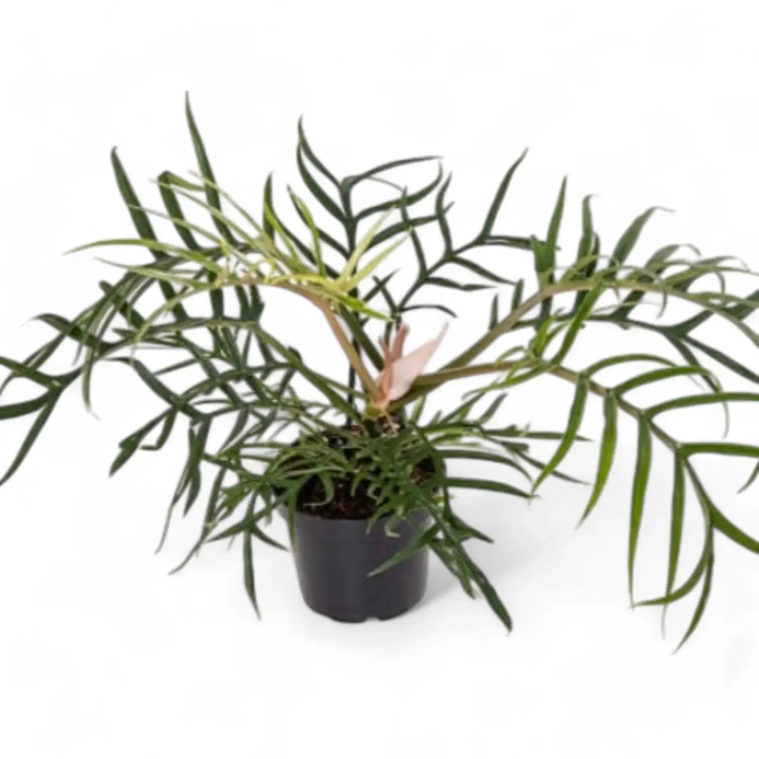 Philodendron tortum – Topfpflanze im Kulturtopf vor weißem Hintergrund, Produktfoto 13.