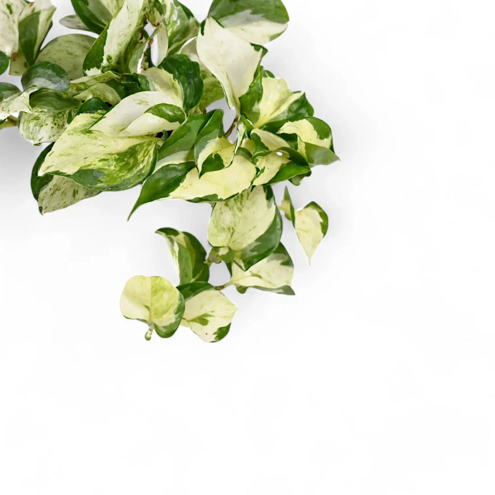 Epipremnum aureum 'Happy Leaf' ('Manjula') – Nahaufnahme eines Blatts vor weißem Hintergrund.