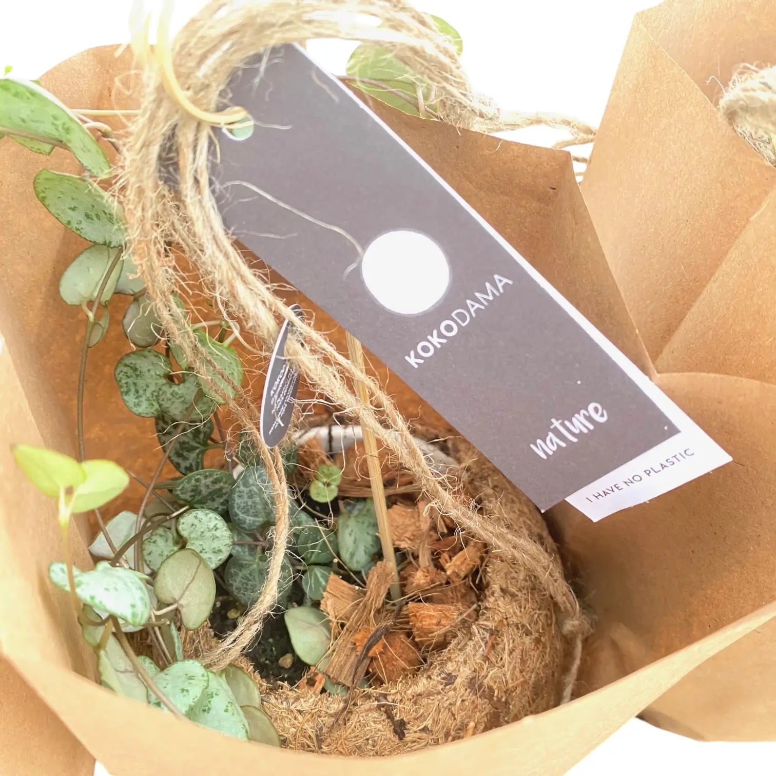 Ceropegia woodii in Kokodama – Zimmerpflanze im Kulturtopf auf weißem Hintergrund, Produktfoto 2.