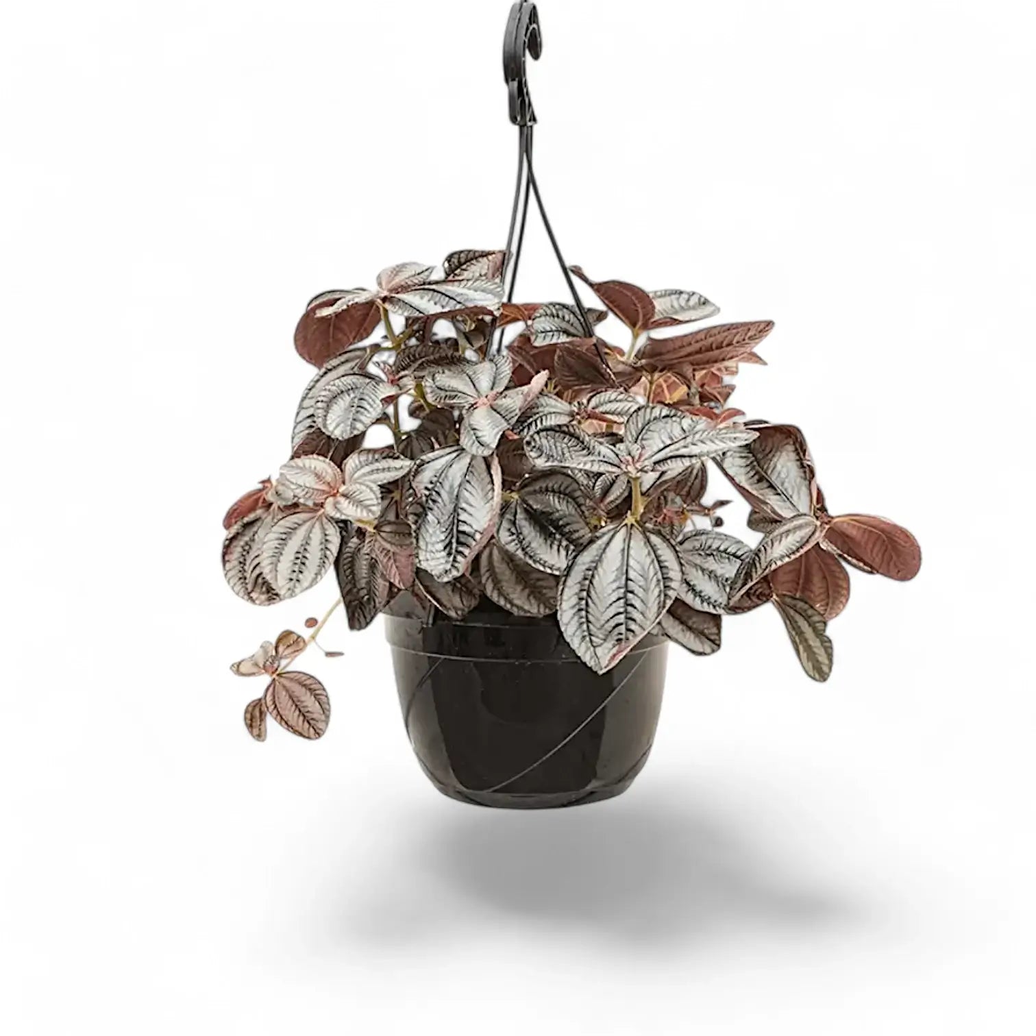 Pilea spruceana 'Norfolk' – Topfpflanze im Kulturtopf vor weißem Hintergrund, Produktfoto 5.