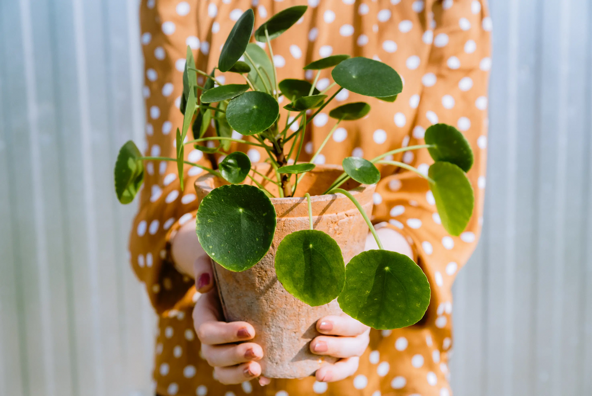 Illustration von Geschenkboxen mit Pflanzen vor weißem Hintergrund