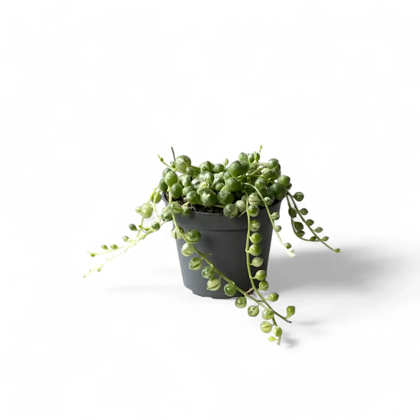 Curio rowleyanus variegata potted houseplant in nursery pot on white background, product photo 3.