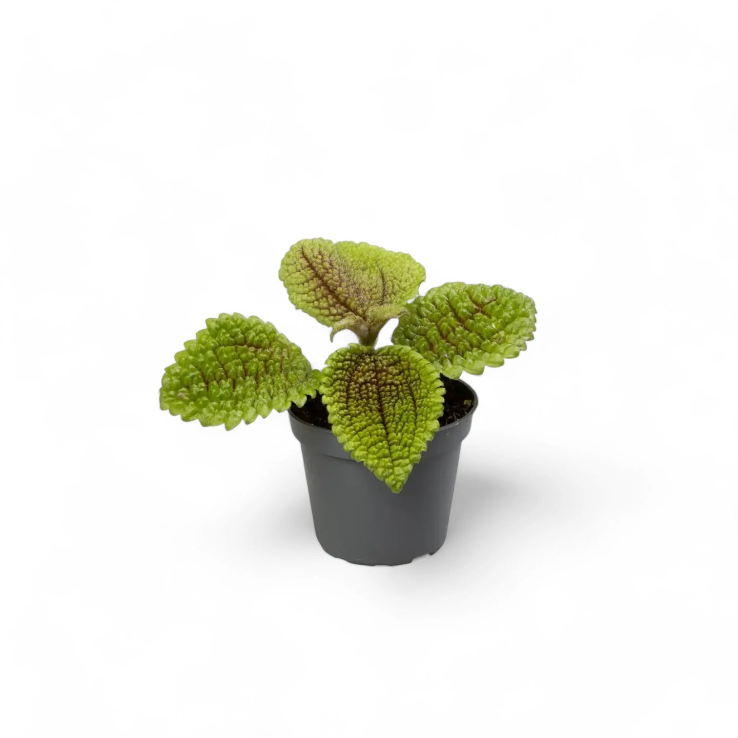 Pilea ovalis 'Moon valley' potted houseplant in nursery pot on white background, product photo 2.
